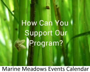 support marine meadows